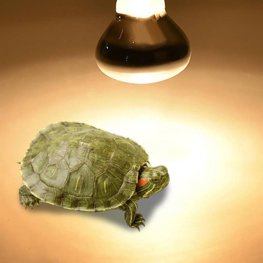 Turtle Heater Heat Lamp Reptil - Basking Bulb Halogen 评论和价格